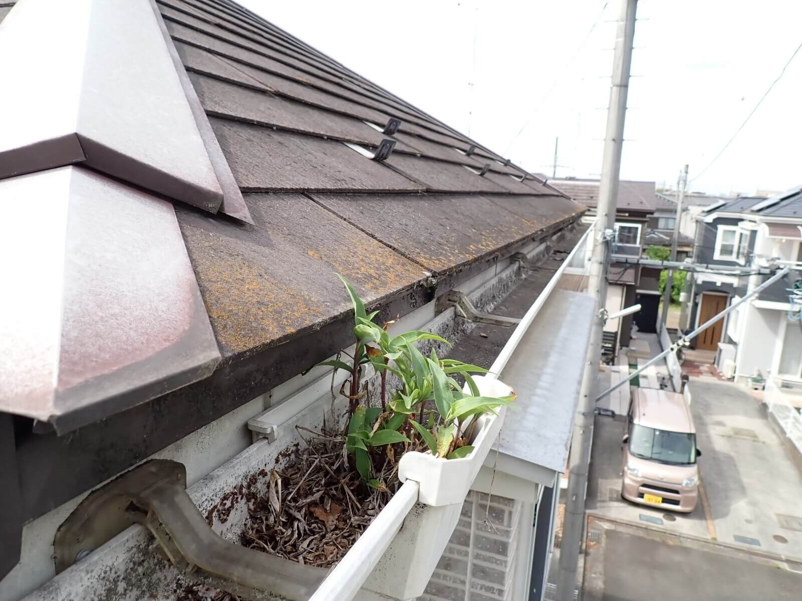 落ち葉や泥が堆積し植物が生えた住宅の軒樋